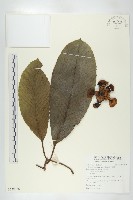 藏品(第倫桃、五椏果)的圖片