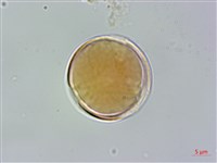 藏品(披針葉毛柃)的圖片