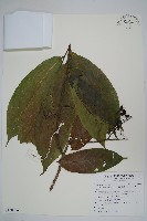 藏品(細基丸)的圖片