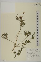 藏品(鬼針)的圖片