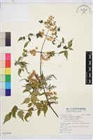 藏品(短尾鐵線蓮)的圖片