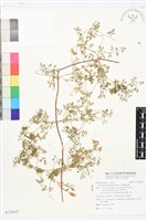 藏品(芹葉鐵線蓮)的圖片