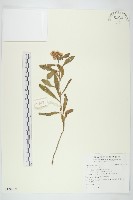 藏品(費菜)的圖片