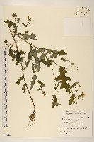 藏品(苦實菜)的圖片