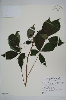 藏品(刺五加)的圖片