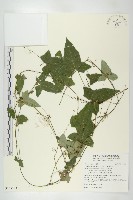 藏品(茅瓜)的圖片