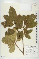 藏品(猴歡喜)的圖片