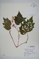 藏品(裂葉秋海棠)的圖片