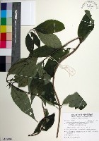 藏品(台北玉葉金花)的圖片