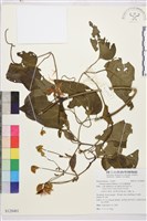 藏品(田代氏鐵線蓮)的圖片