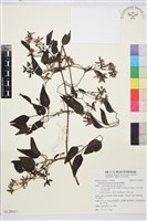 藏品(威靈仙)的圖片