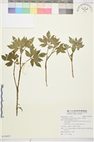 藏品(水辣菜、禺毛茛)的圖片