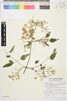 藏品(梨山小蓑衣藤)的圖片