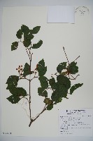 藏品(呂宋莢迷)的圖片