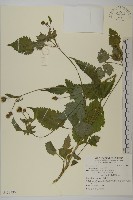 藏品(白花鬼針)的圖片