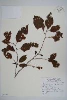 藏品(臺灣赤楊、臺灣榿木)的圖片