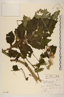 藏品(黃花三七草)的圖片