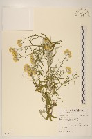 藏品(秋鼠麴草)的圖片