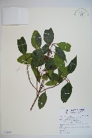 藏品(高山莢迷)的圖片