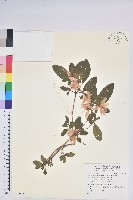 藏品(南澳杜鵑)的圖片