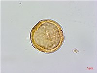 藏品(巴氏鐵線蓮)的圖片