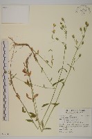 藏品(臺灣蠅子草)的圖片