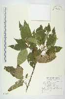 藏品(梜木)的圖片