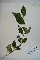 藏品(臺灣蝴蝶戲珠花、臺灣蝴蝶花)的圖片