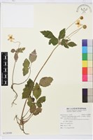 藏品(小白頭翁、野棉花)的圖片