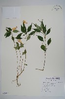 藏品(紫花鳳仙花)的圖片