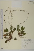 藏品(臺灣鬼督郵)的圖片