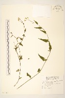 藏品(蔓黃菀)的圖片