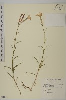 藏品(玉山石竹)的圖片