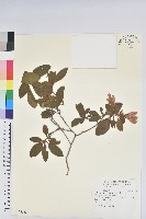 藏品(金毛杜鵑)的圖片