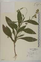 藏品(地膽草、毛蓮菜)的圖片