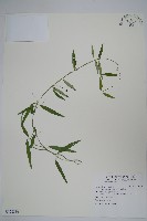 藏品(疏花鷗蔓)的圖片