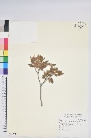 藏品(紅毛杜鵑)的圖片