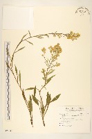 藏品(一枝黃花)的圖片