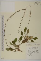 藏品(臺灣鬼督郵)的圖片