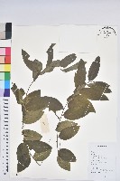 藏品(守宮木)的圖片