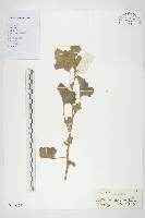 藏品(蒼耳)的圖片