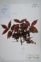 藏品(野漆、木臘樹)的圖片