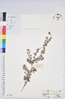 藏品()的圖片