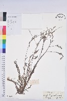 藏品(擬葉下珠、細葉油柑)的圖片