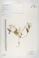 藏品(葶藶)的圖片