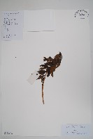 藏品(黃蟬)的圖片