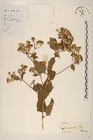 藏品(飛機草)的圖片