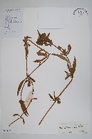 藏品(蓮子草)的圖片