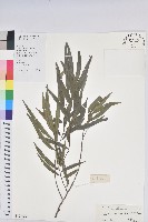 藏品(小葉五月茶)的圖片