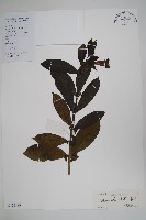 藏品(黃蟬)的圖片